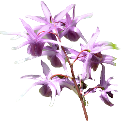 Horny Goat Weed
